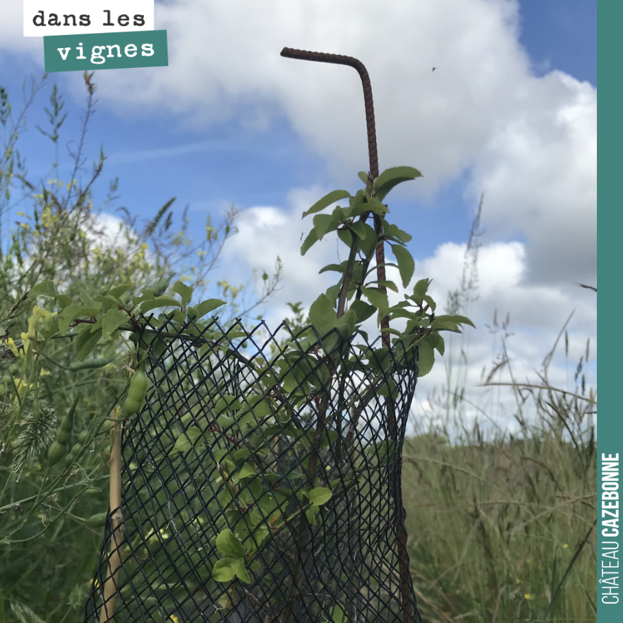 La haie que nous avons plantée à l’automne sur 500 mètres le long de notre parcelle de Cazebonne pousse doucement mais sûrement. Elle sera essentielle au développement de la biodiversité. Cette hai...
