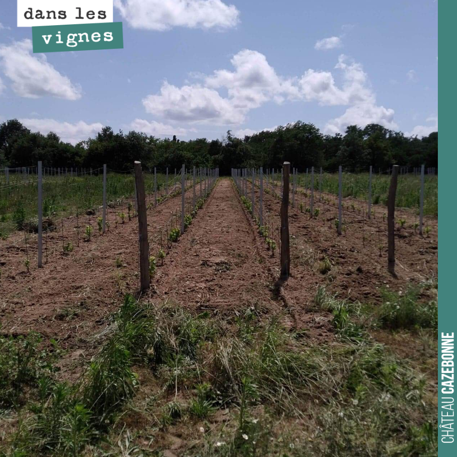 Dans nos jeunes plantations, le désherbage mécanique n'est pas pas toujours suffisant. Il faut alors que nous allions nettoyer à la main, les dernières touffes d'herbes.
Travail essentiel, car l'h...