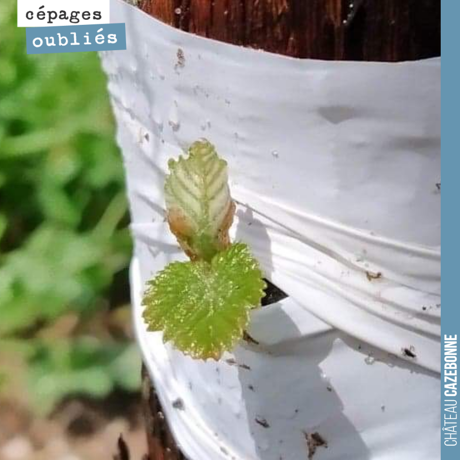 Magie du surgreffage. Ça y est, ça pousse !
Ce cep surgreffé est en train de donner vie au cépage Mancin. Et si on a un peu de chance, on pourra voir naître ici dans les prochaines semaines une gr...