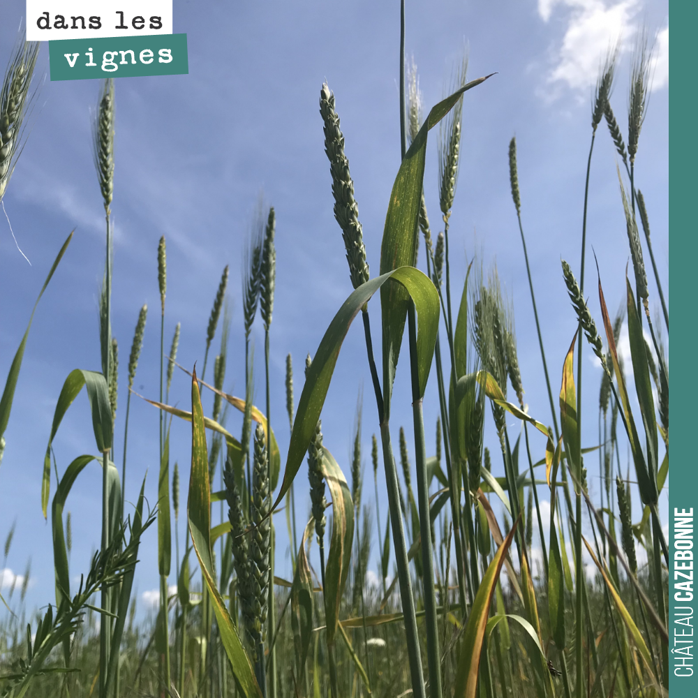 Avant de planter une nouvelle parcelle (à la fin du mois), nous avons semé ici plus de 30 variétés anciennes de blé. Ces blés seront panifiés par un boulanger local. Hâte de goûter le pain !