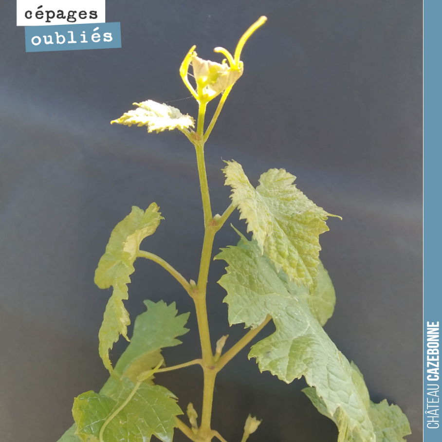 Faisons connaissance avec le Saint-Macaire, un magnifique cépage si on se donne la peine de limiter son rendement, car il peut être très généreux d’où sa médiocre réputation, autrefois. Ces raisins...