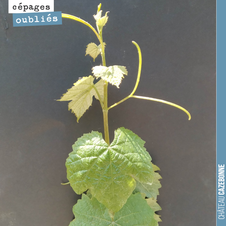 Le petit verdot est très joli sur notre parcelle de Darche. Les plants racinés se sont indéniablement mieux implantés que les plants en pot.
A méditer pour nos prochaines plantations.