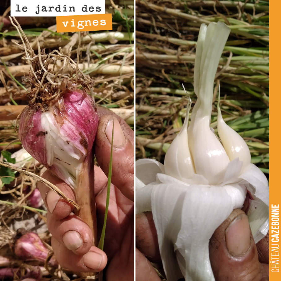 Francis a fait sa récolte d'ail au Jardin des vignes. Consommé frais, l'ail, c'est vraiment délicieux. Il va maintenant sécher pour être consommé toute l'année.