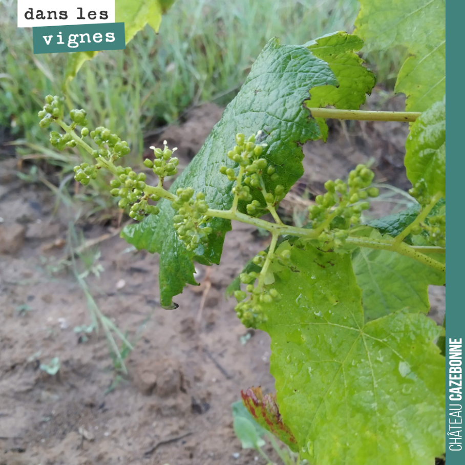 Ce pied de petit verdot, planté l’année dernière, nous donne déjà une grappe. Mais on ne devrait récolter qu’à partir de l’année prochaine !