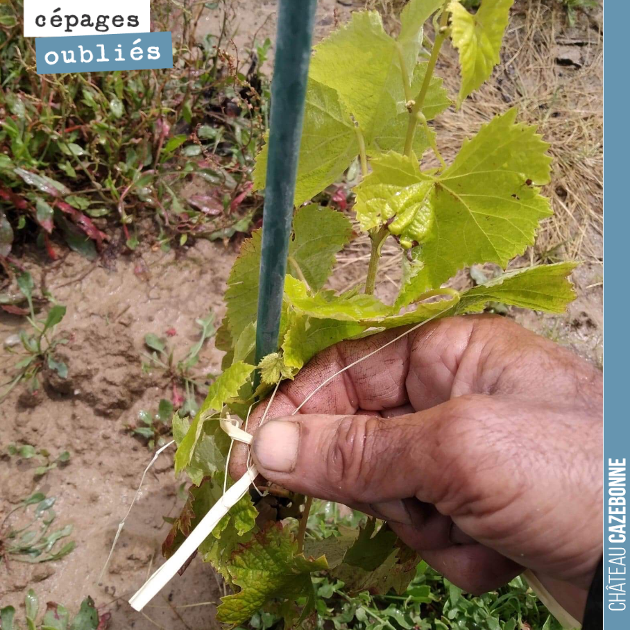 Francis est en train d’attacher les jeunes plantes de cépages oubliés (de l’année dernière) à leur tuteur. Cela serait dommage de laisser partir le pied dans tous les sens et de prendre le risque d...