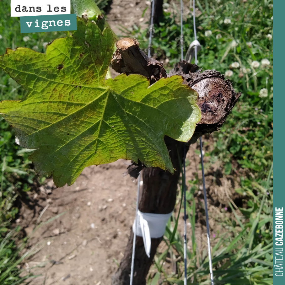 On continue l’entretien de nos plants surgreffés de Mancin. Maintenant que les premières feuilles sont apparues sur la greffe, on ne laisse que quelques feuilles en guise de tire-sève. Toute la sèv...
