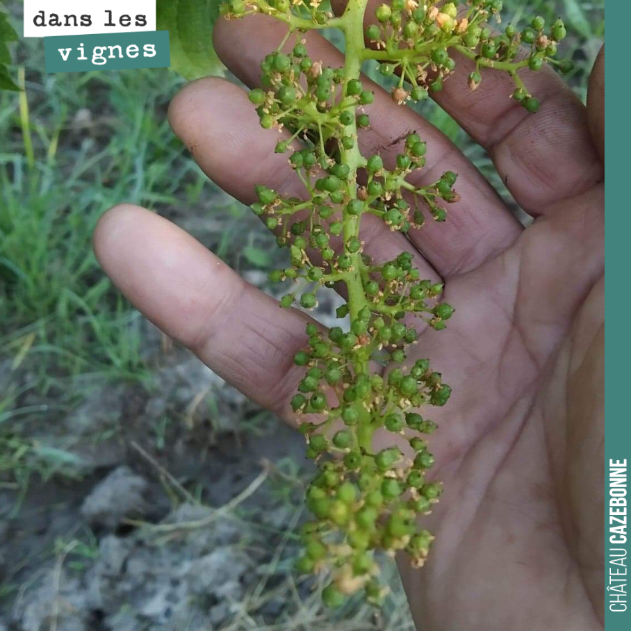La floraison est bien finie sur les cépages précoces et la grappe est désormais au stade de la nouaison.