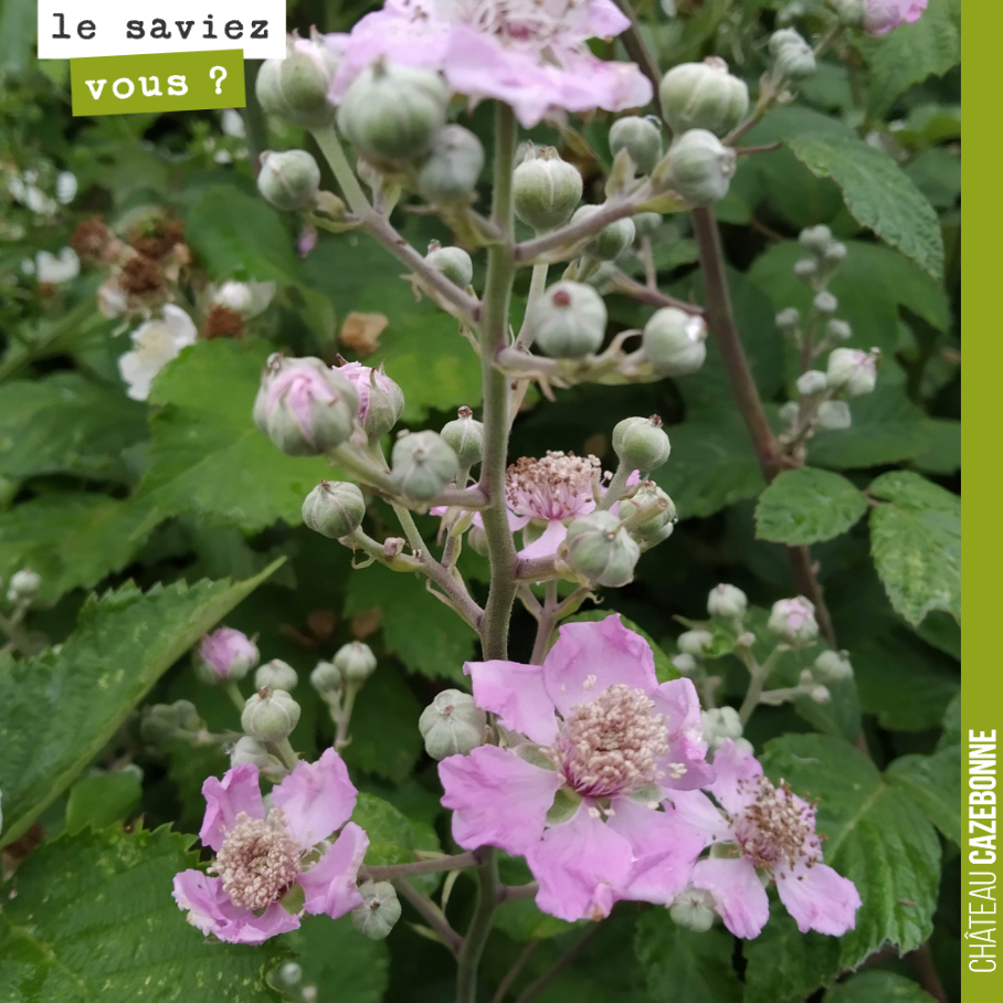 Savez vous de quelle fleur, il s’agit ? Les abeilles adorent !
