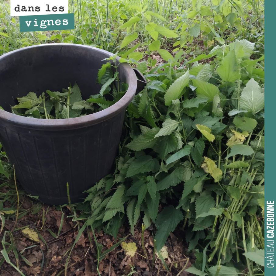 Régulièrement préparer du purin d’orties en cette période pour le pulvériser sur la vigne et la stimuler.