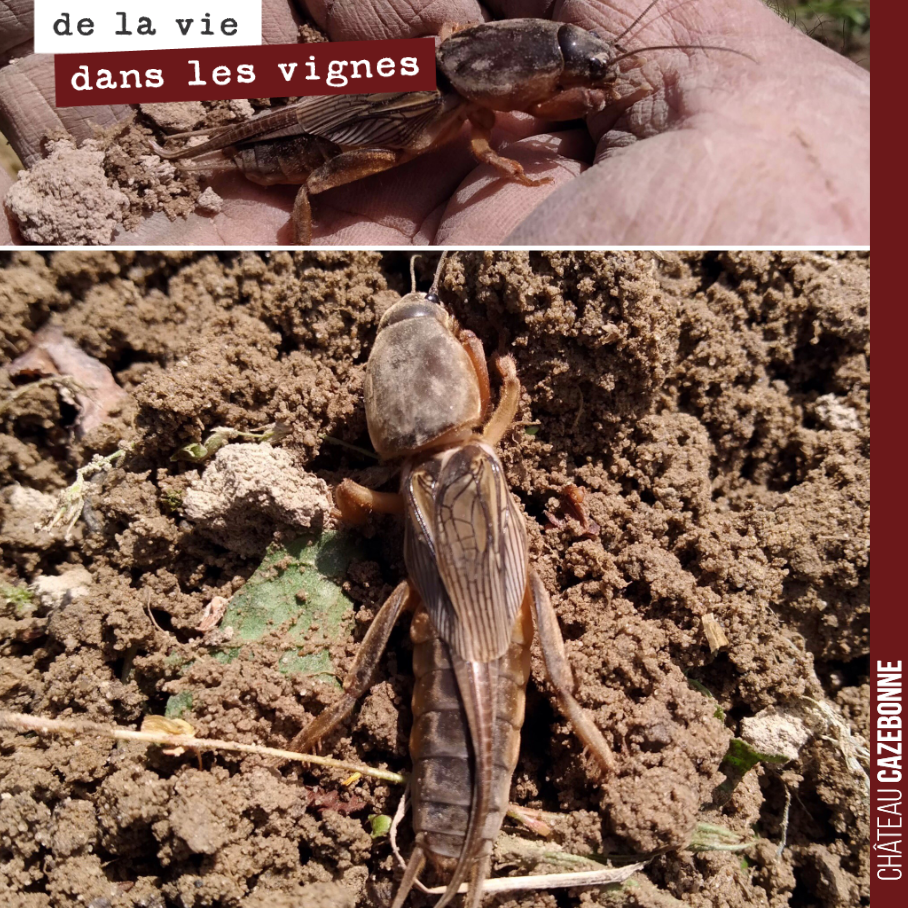 Etrange insecte que le grillon taupe. Il vit principalement sous terre. Il se nourrit de racines. Il peut creuser des galeries à la manière d'une taupe à l'aide de ses puissantes pattes avant.