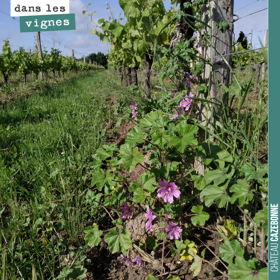 Des mauves dans les vignes.
Bonne journée !