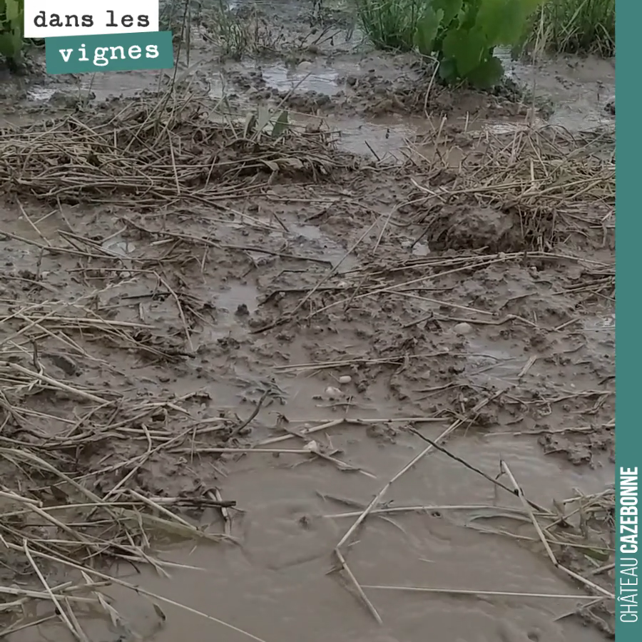 Quand il se met à pleuvoir très fort, nos sols de Graves et sables ne parviennent pas à absorber tout le débit d’eau. La pression du mildiou va être forte dans les prochains jours : chaleur plus hu...
