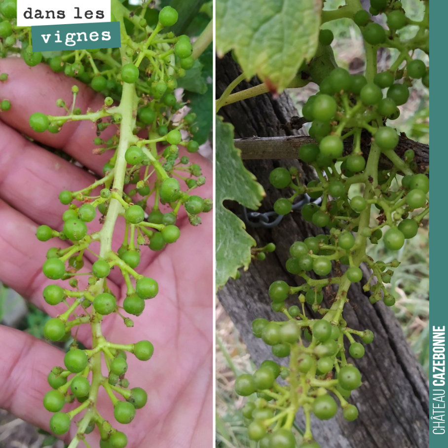 Les grappes de merlot, notre cépage le plus avancé, sont maintenant au stade petit pois.
Pas trop de perte due au millerandage. Maintenant, il faut que cela aille au bout et que l’on fasse une bel...
