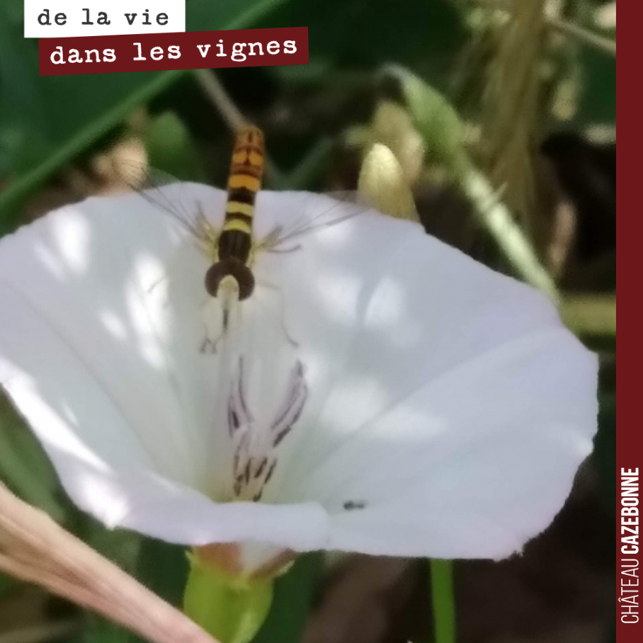 Mais quel est donc cet insecte dans cette fleur de liseron ? S’agit-il d’une guêpe ? Non, c’est une syrphe.