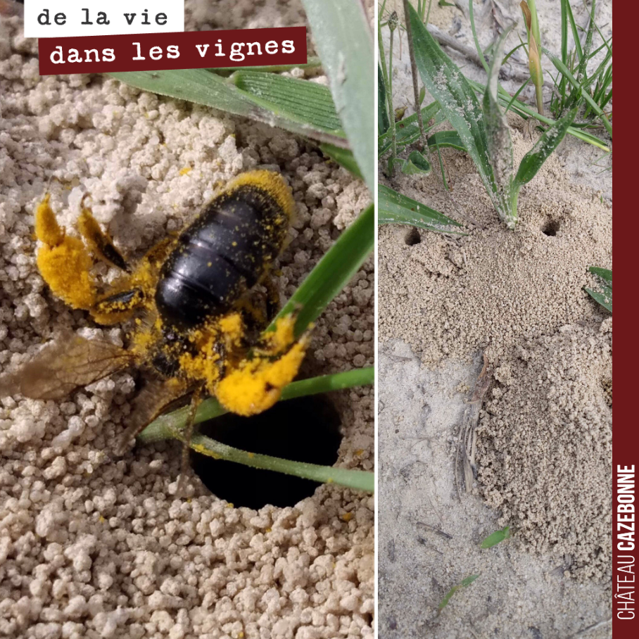 Rare de rencontrer une abeille maçonne dans nos vignes. C’est l’une des 37 espèces d’osmia vivant en France. L’abeille chargée de pollen est en train de rentrer dans sa ruche souterraine creusée à ...