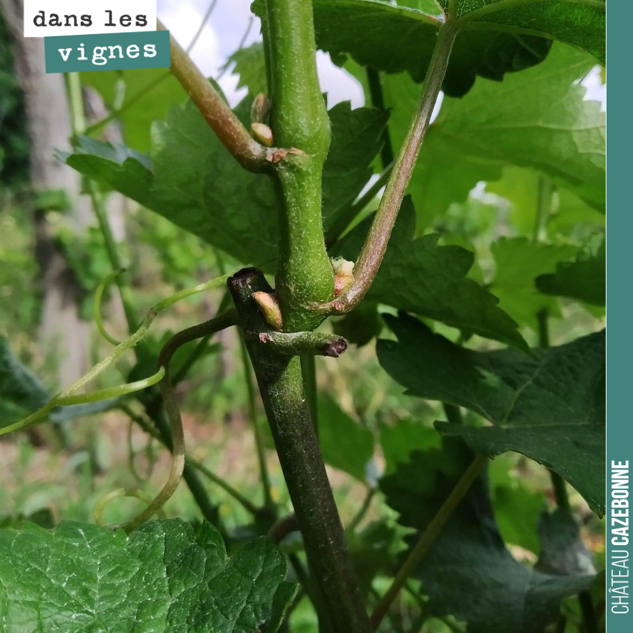 Ce pied de sauvignon est bien vigoureux ! Il s’agit d’un des pieds broutés par nos amis les chèvres au mois d’avril. Les pieds sont en pleine forme, mais les sarments ne portent pas de grappes. Il ...