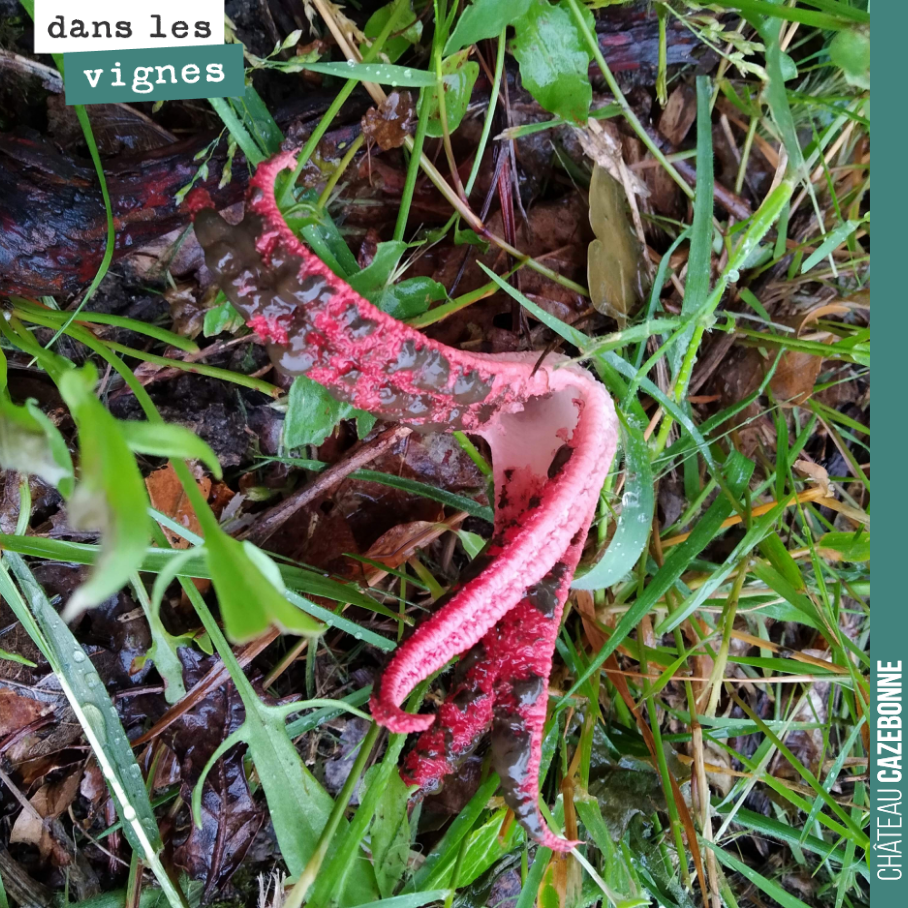 Drôle de chose, vous ne trouvez pas ? On dirait une pieuvre.
Il s’agit de l’Anthurus d’Archer. C’est en fait un champignon d’origine australienne ou néo-zélandaise. On raconte qu’il serait arrivé...