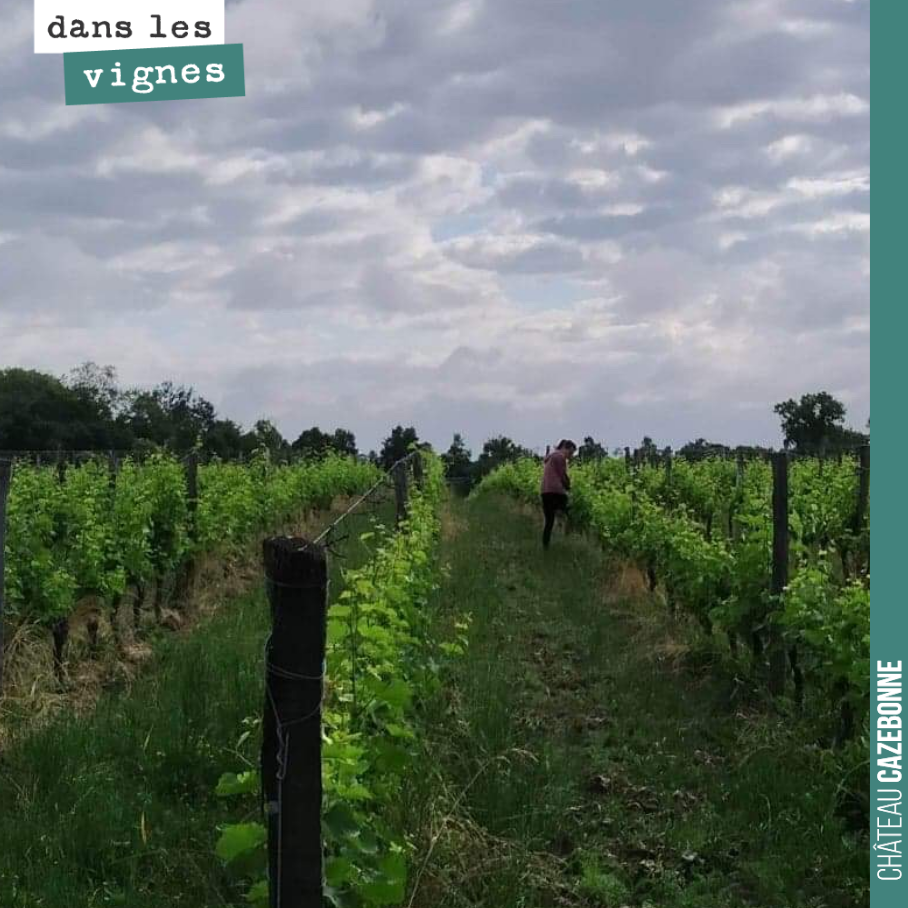 Marion au travail dans nos vignes surgreffées. Elle fait la chasse à tous les gourmands et repousses. Il faut canaliser la sève sur la greffe pour lui donner le maximum de chance de réussite. Et ce...