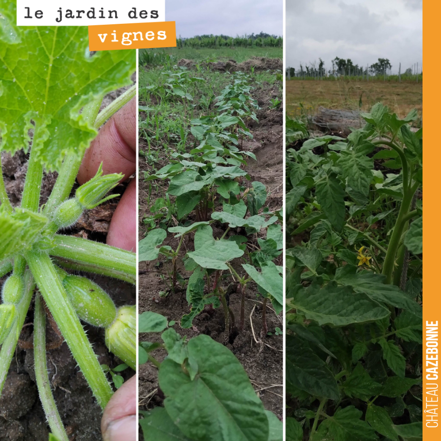 Cela pousse très vite au Jardin des vignes. Les légumes vont avoir soif avec les chaleurs annoncées !