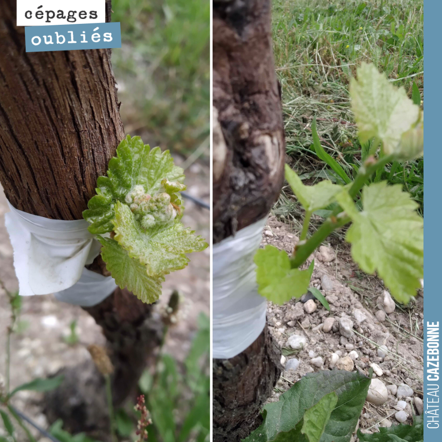 3 semaines après le surgreffage (30 mai), la greffe a très bien prise pour ces deux pieds de Mancin. On devrait pouvoir goûter les premières grappes en octobre si la météo nous le permet !
Avec la...