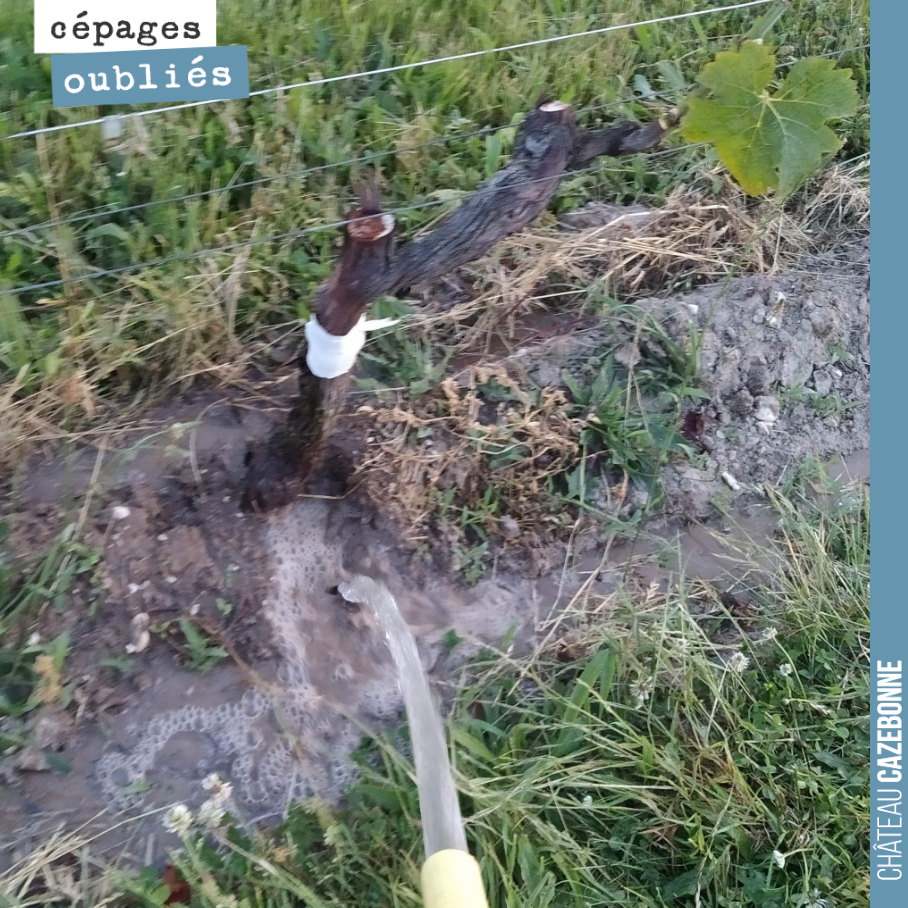 Si on veut que la greffe prenne, et bien, il faut arroser les pieds pour lesquels les greffes n’ont pas encore prises.
Cela nous fait 15-20% de pieds à arroser. Les autres sont sortis d’affaire !