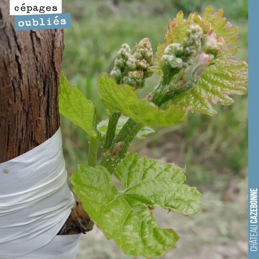 Quel bonheur de voir des mannes sur ce Mancin surgreffé le 30 mai. On va très bien bientôt pourvoir goûter au raisin de ce cépage oublié de Bordeaux. On a hâte !