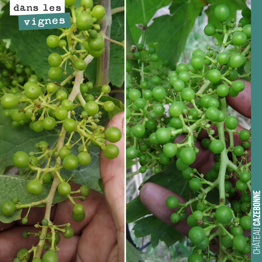 Les grappes grossissent vites avec ces chaleurs. Bon, on a quand même eu un peu de coulure pendant la fleur sur les merlots. Mais rien de catastrophique !
Faut que cela aille au bout maintenant, sa...