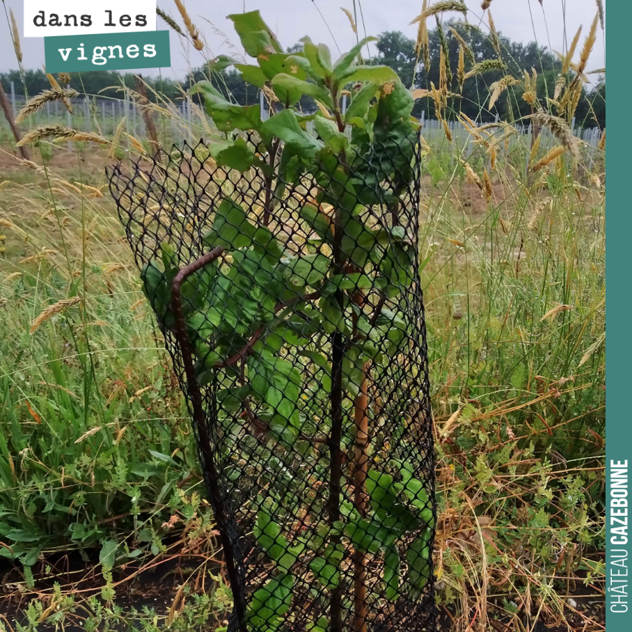 La haie que nous avons plantée le long de la parcelle de Cazebonne pousse doucement mais sûrement. Cela sera bientôt un refuge de biodiversité et cela nous protégera des vents froid du nord en hiver.