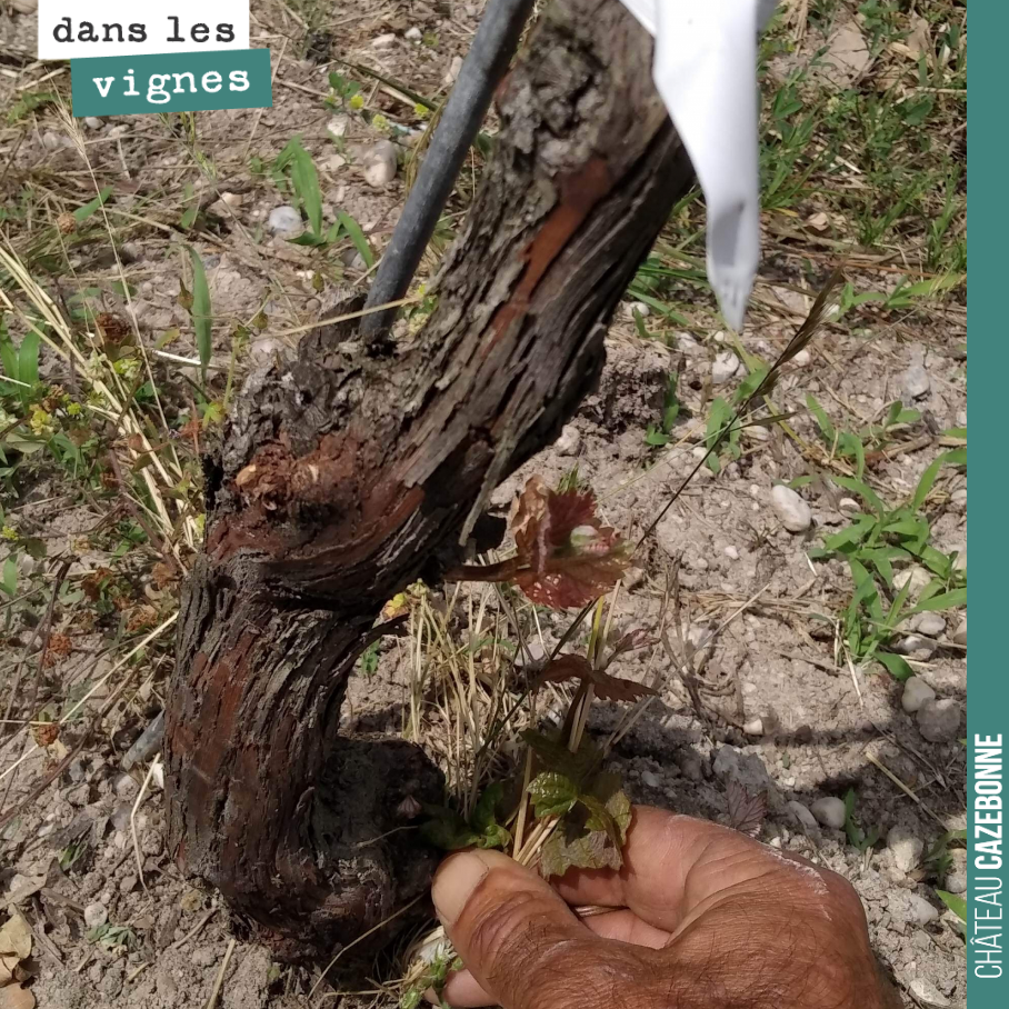 Le surgreffage et le fait que l’on ait laissé qu’un seul sarment en guise de courant de sève, fait que la vigne laisse sortir des pampres très régulièrement. Il faut donc que l’on repasse toutes le...