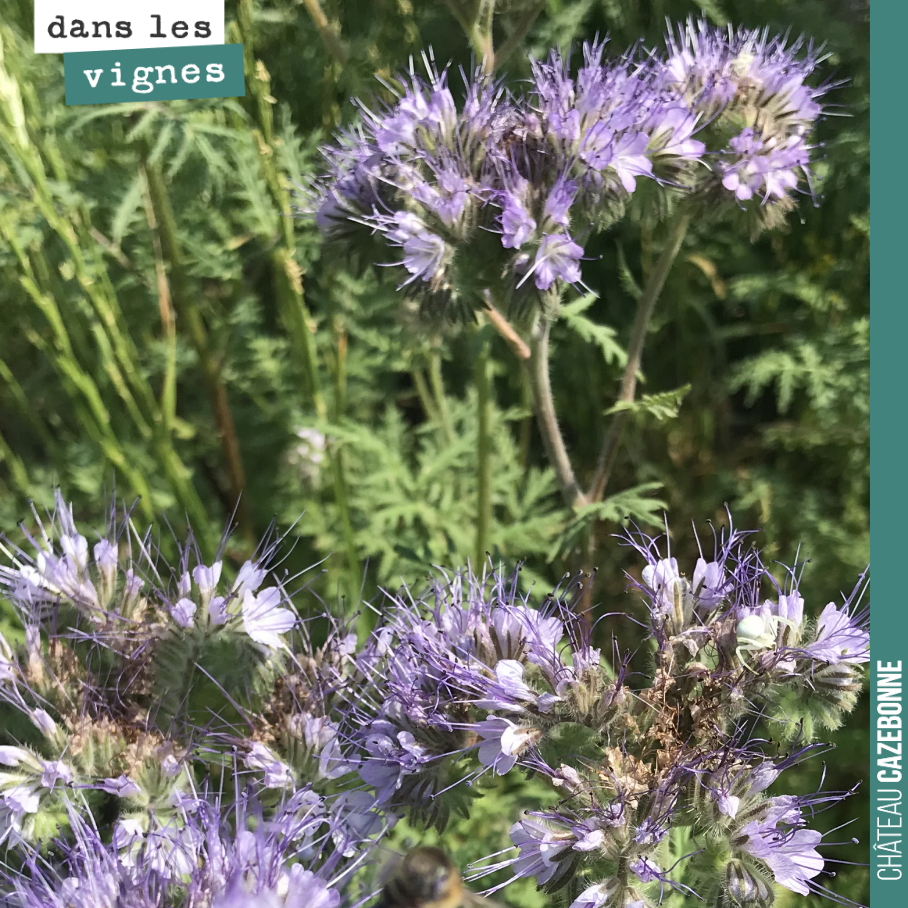 Les semis mellifères que nous avons effectués début juin sont magnifiques. Les abeilles se régalent déjà et ces herbes nous permettent de ne pas garder des sols à nu, cela protégera en période de c...