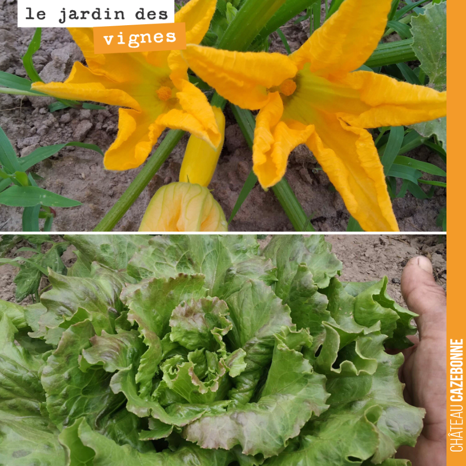 Au jardin des vignes, les légumes ont poussé à une vitesse extraordinaire, en moins de 30 jours.
De l’eau et des sols riches en matière organique, plus de la chaleur, et voilà le résultat.