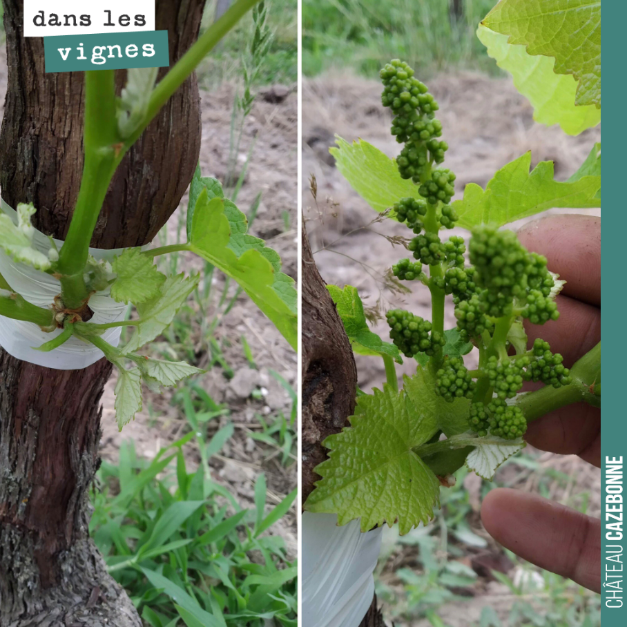 Notre parcelle surgreffée est vraiment magnifique. Cela va quand même être compliqué de récolter des grappes à maturité alors que la fleur n’a pas débuté. Si on compte 100 jours, cela nous mène à f...