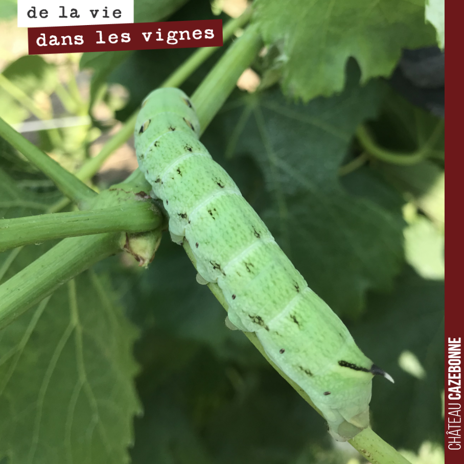 Cette chenille dans les vignes parfaitement camouflée fait bien 6 centimètres. Un joli papillon en perspective !