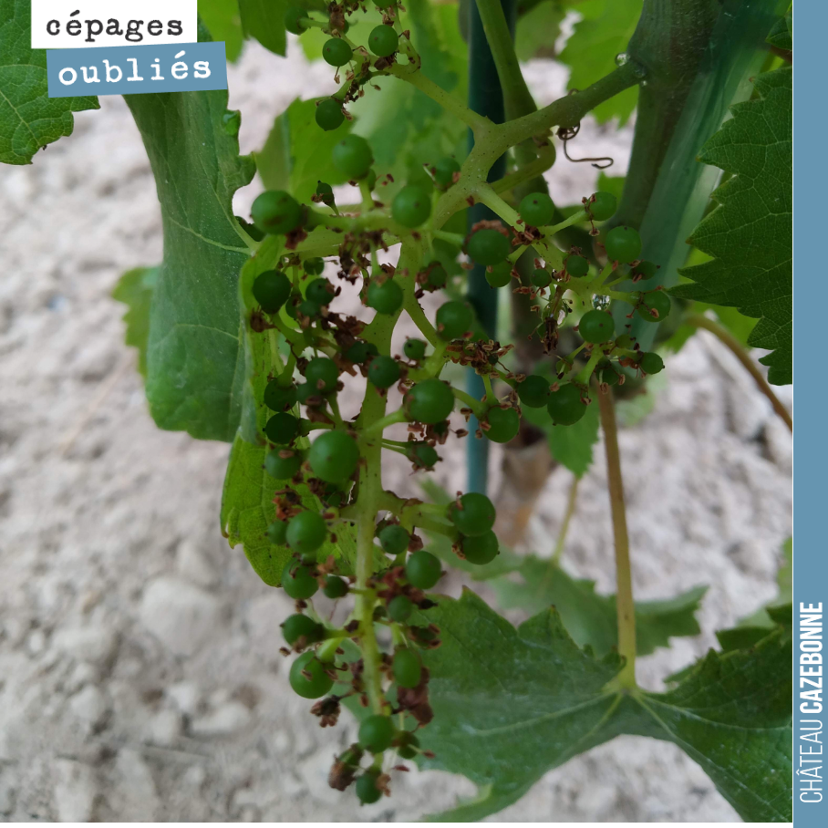 Grappe de Castets sur la plantation de l’année dernière. La floraison est finie et cette grappe veut aller jusqu’à la vendange. Mais elle est bien seule et on ne devrait pas la ramasser en cette an...