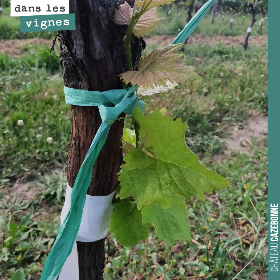 Sur notre parcelle surgreffée, il faut maintenant éviter tout risque de casse. Sous le poids le risque est de voir la greffe de désolidariser du cep. On attache donc les pousses soit au fil de fer,...