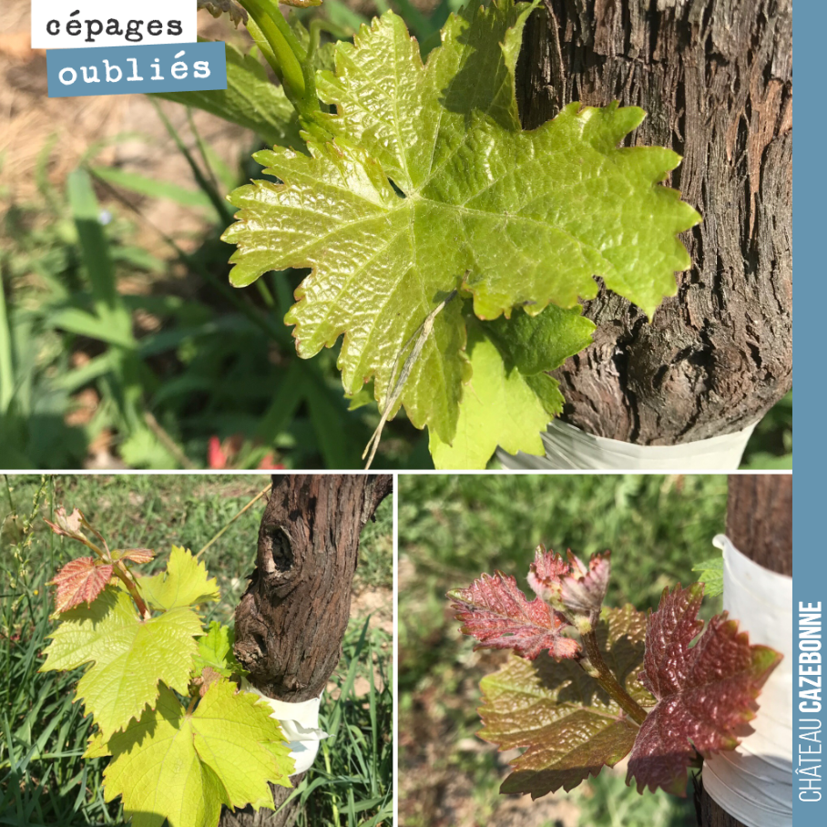 Sauvignonasse, Castets et Mancin, 3 des cépages que nous avons surgreffé cette année, ce qui devrait nous permettre de vous les faire déguster sur le millésime 2020.