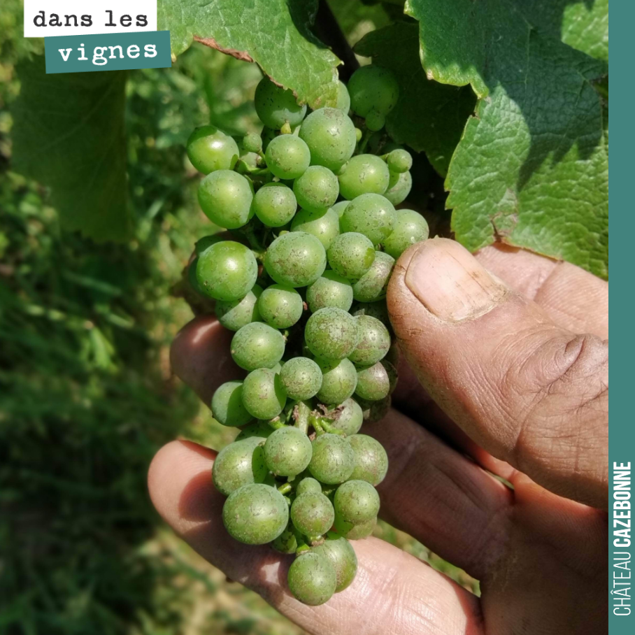 Jolie grappe de sauvignon gris. Nous sommes presque au stade de fermeture de la grappe, ce moment où tous les grains se joignent.