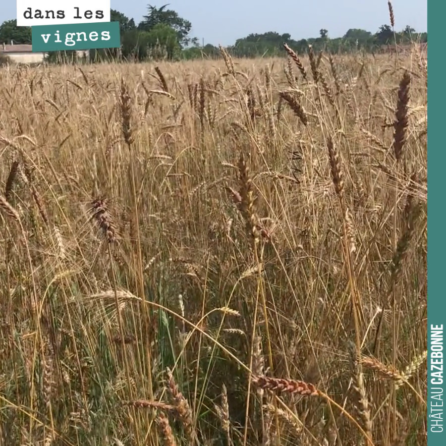 Contempler les magnifiques épis de notre parcelle de blés anciens : blé rouge de Bordeaux, barbu de La Réole...
On ne va pas tarder à moissonner. Croquer ces grains est un pur bonheur !