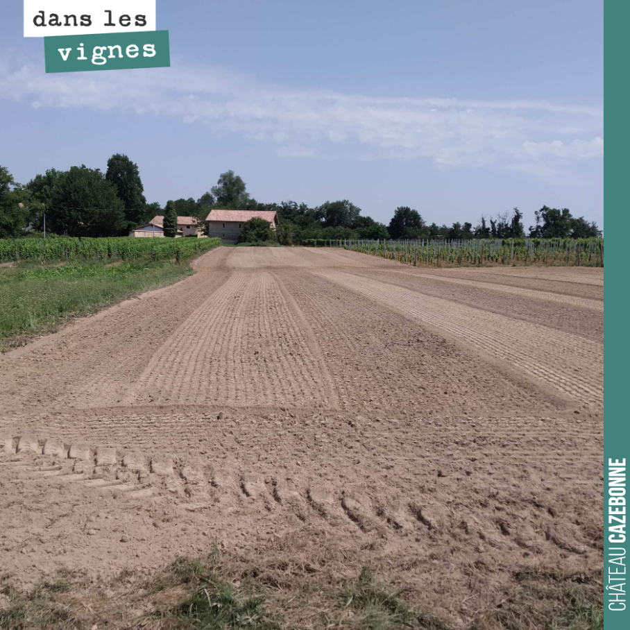 On a préparé les sols pour notre plantation de cépages oubliés. On a ajouté 30 tonnes de fumier par hectare. Les sols sont prêts pour accueillir les plants dans les meilleures conditions. Après les...