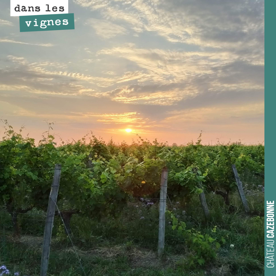 L’avenir appartient à ceux qui se lèvent tôt. Lever de soleil dans les vignes.