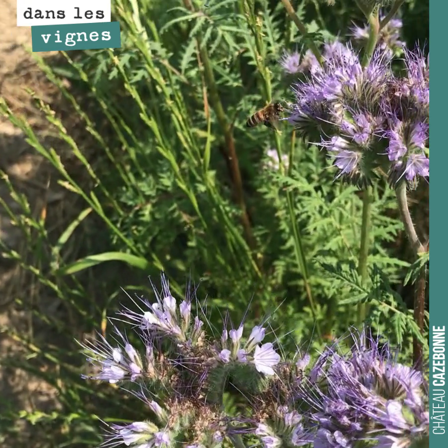 Le bal des abeilles et autres bourdons dans les vignes.