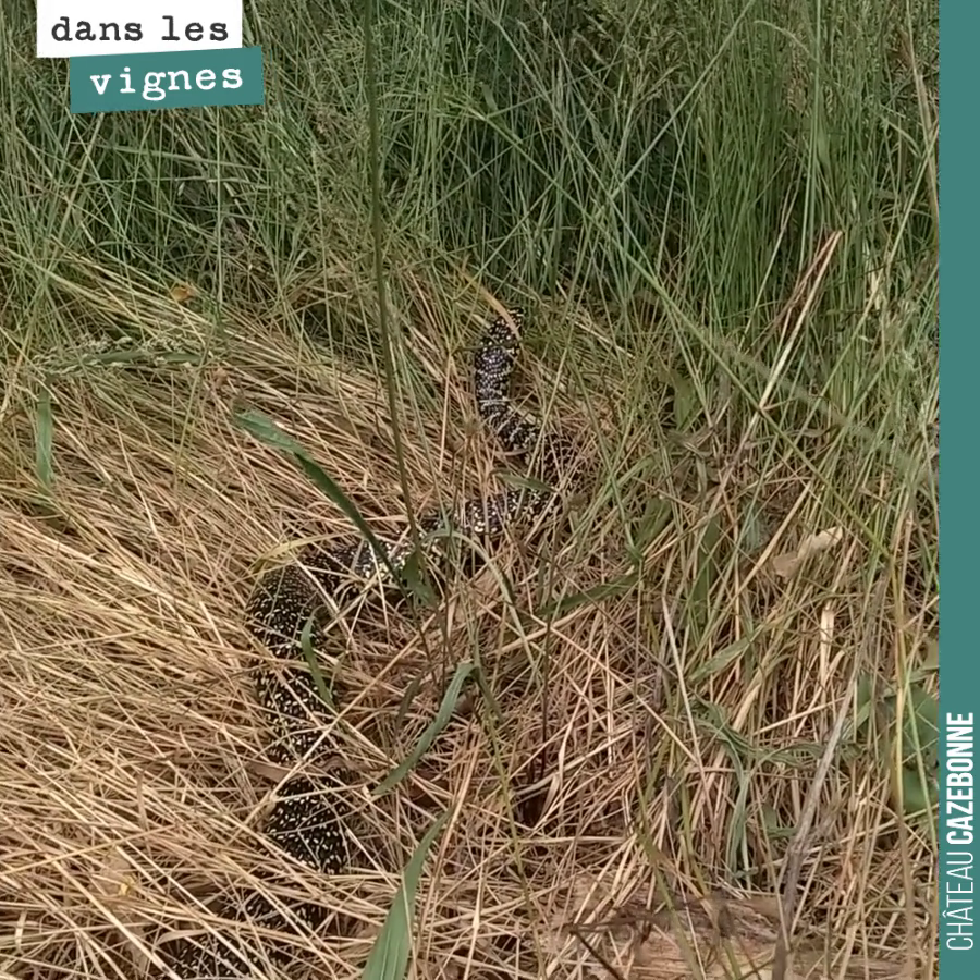 Âmes sensibles s’abstenir.
Un spécimen de 1,5 mètres dans les herbes, à la lisière du bois, au bord de notre parcelle de Cazebonne.