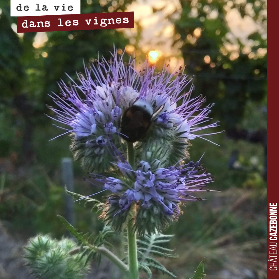 Dès 6h30, les bourdons sont à l’œuvre dans nos semis mellifères !
Que la nature est belle !