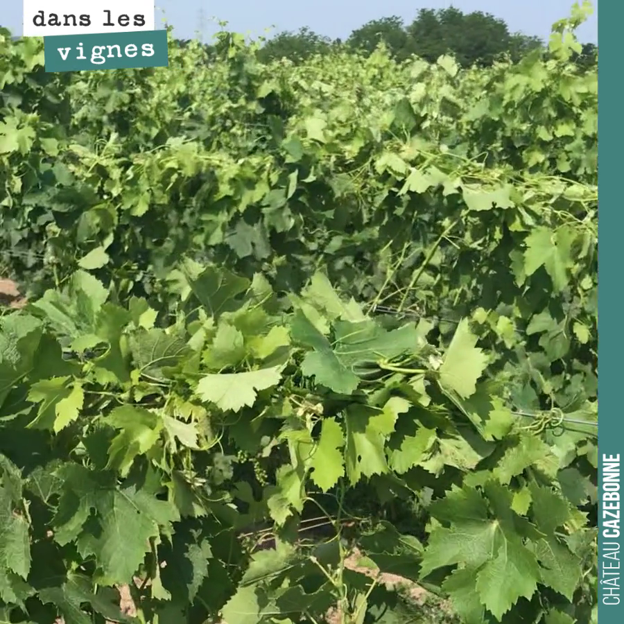 L’année dernière, nous avions fait un test pour cabaner ou tresser la vigne. Mais la grêle du mois de juillet a mis à mal cet essai. Alors on recommence cette année.
On ne rogne pas ces rangs, on ...