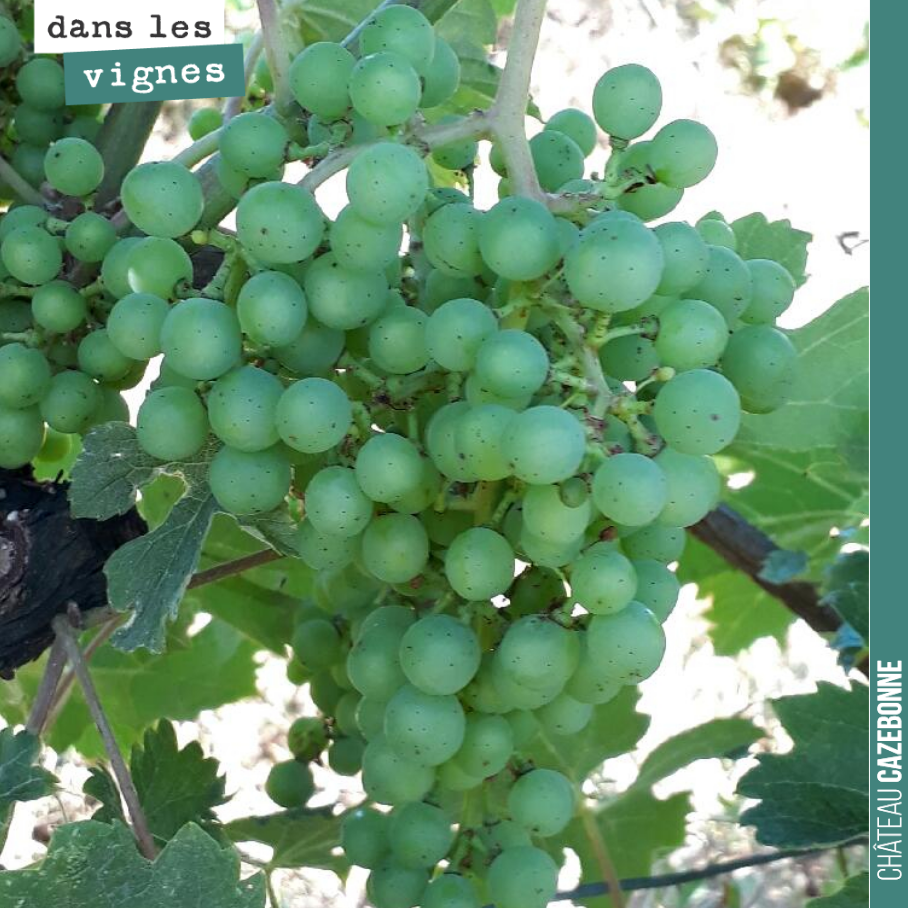 Les grappes sont belles cette année et poussent doucement mais sûrement.
Ici une grappe de Merlot issue de vignes de 50 ans.
