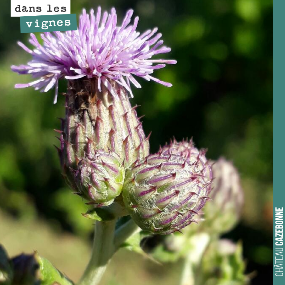 La fleur de chardon est majestueuse. Elle s’érige de manière éparse dans nos vignes.