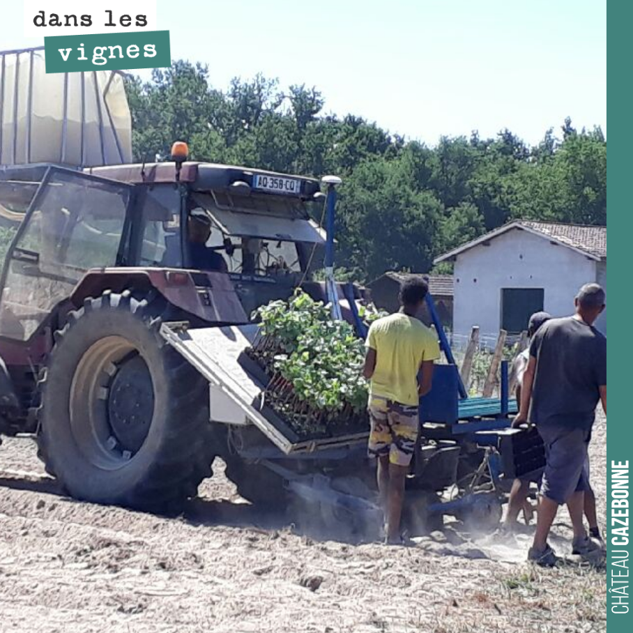 On complète les plantations de nos parcelles de cépages oubliés de l’année dernière.
Pour certains cépages, il est difficile d’obtenir plus de 300 plants pour une même année. Donc on a planté et ...