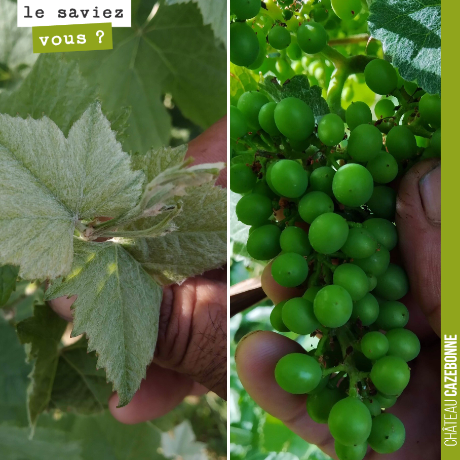 Francis, de passage en Champagne, nous envoie une photo de ce cépage traditionnel champenois. Savez vous de quel cépage, il s’agit ?