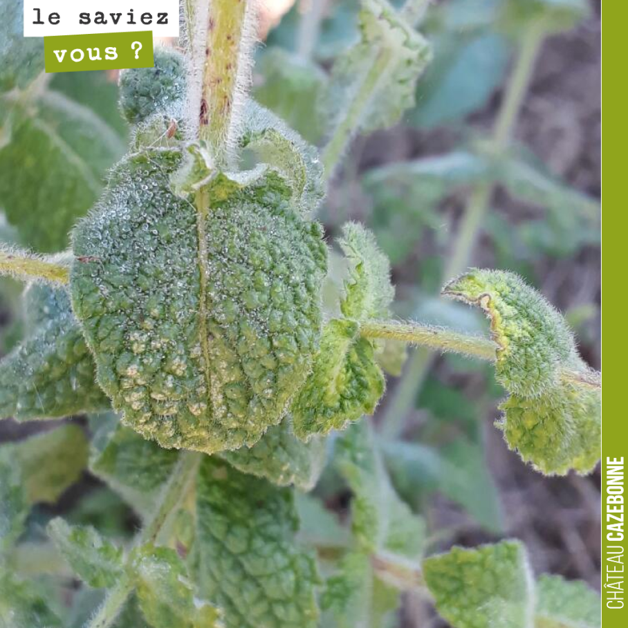 Connaissez vous le nom de cette plante très commune que l’on retrouve dans nos vignes ?