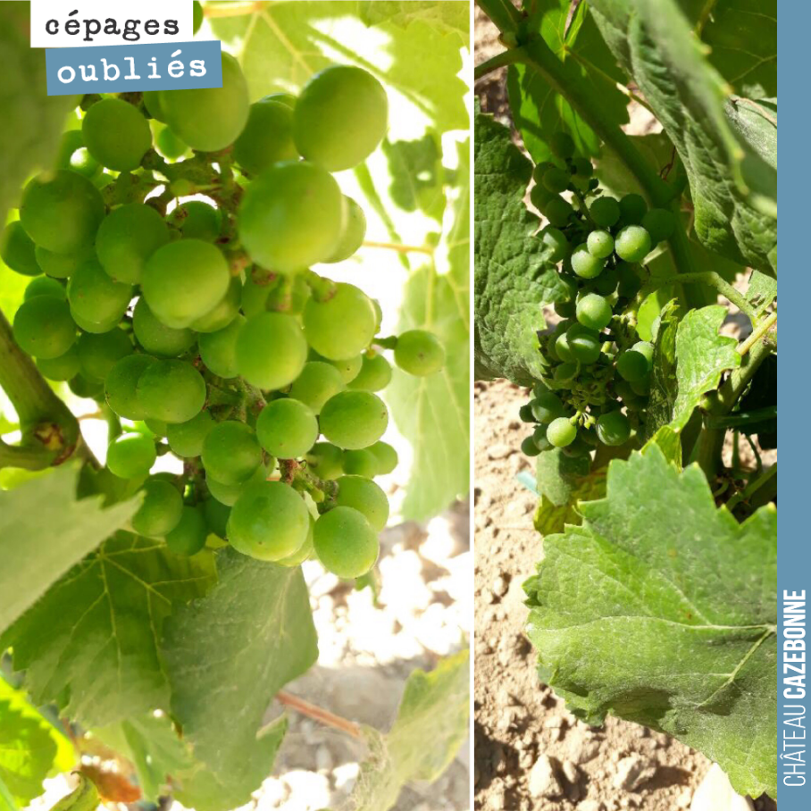 Grappes de petit verdot dans nos plantations de l’année dernière. Déjà quelques grappes, malgré la grêle de l’année dernière, signes de vitalité pour ce pied.